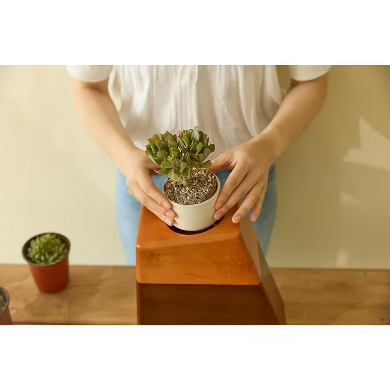 Urna Vieții – Memorial Natural